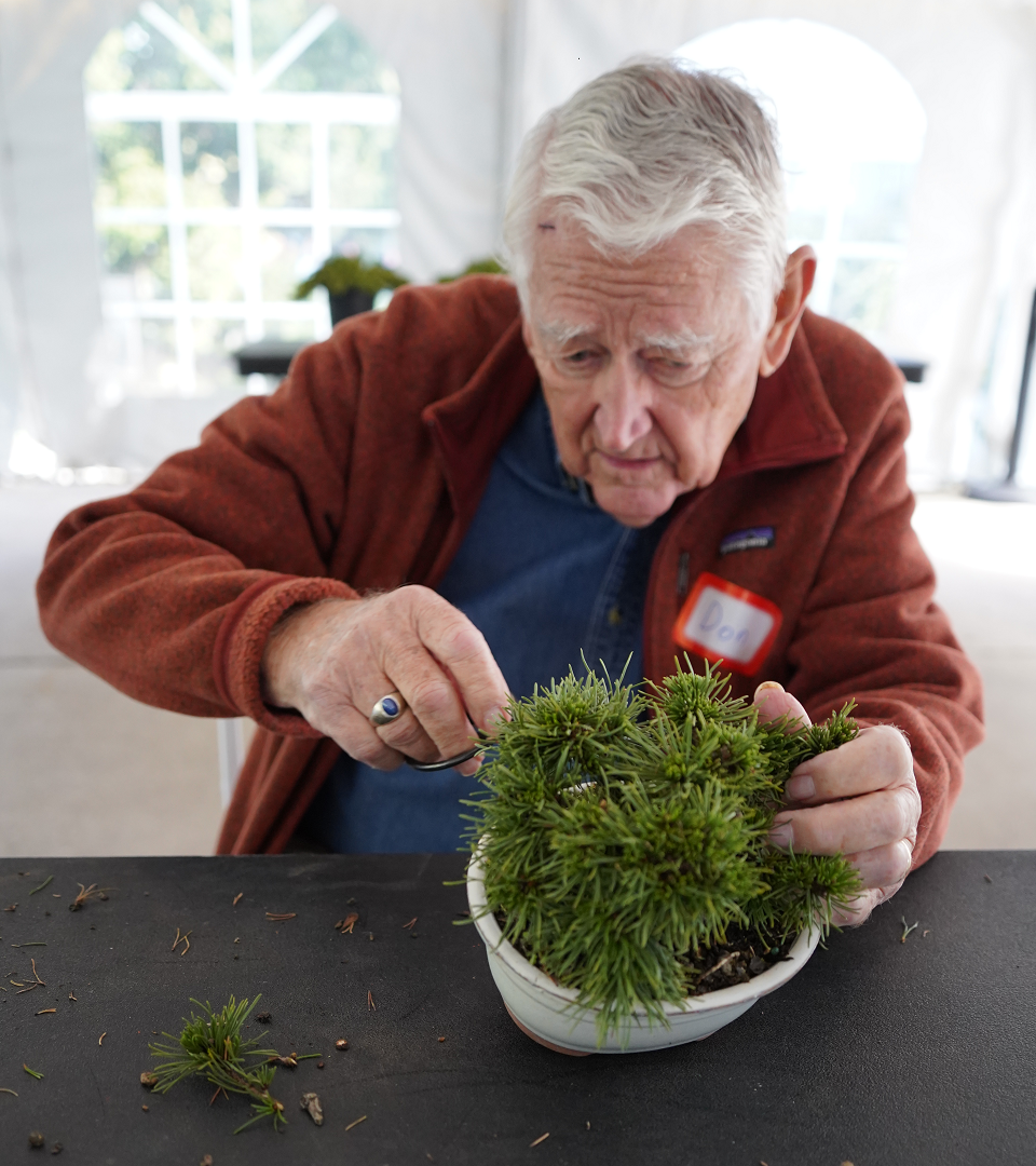 D. Brown styling a bonsai tree