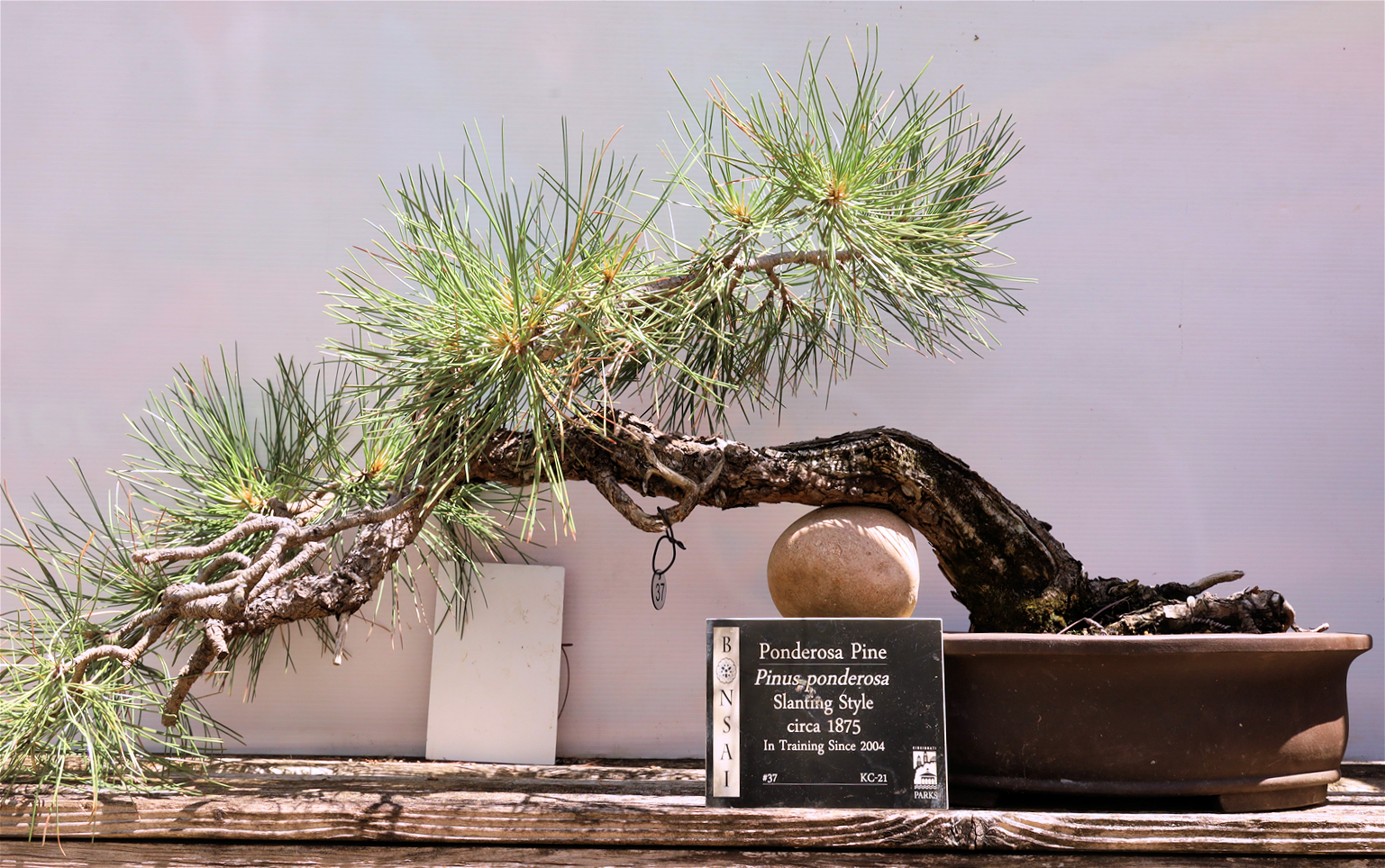 Pinderosa Pine donate by Bill Katz to the Krohn