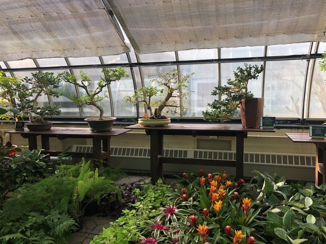 The ancient art of crafting miniature replicas of large trees suitable for tabletop decor remains alive and well in Cincinnati where the Bonsai Society of Greater Cincinnati tries to introduce new potential devotees to the craft.