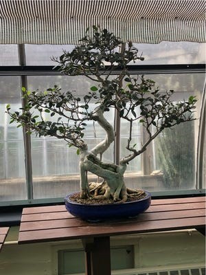 The Bonsai Society of Greater Cincinnati is one of the oldest such societies in the United States. They teach how to make something small make a large statement about nature and beauty.