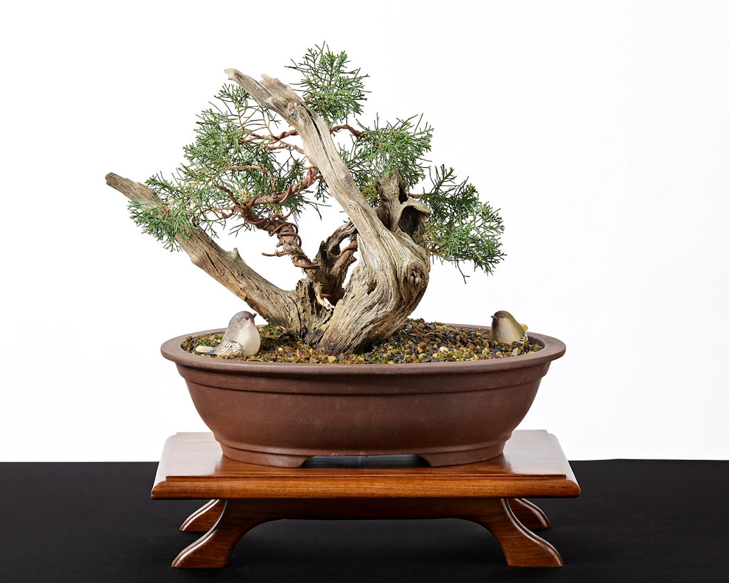 Tanuki Bonsai