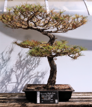 Japanese Black Pine #35