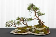 Juniperus chinensis "itoigawa"